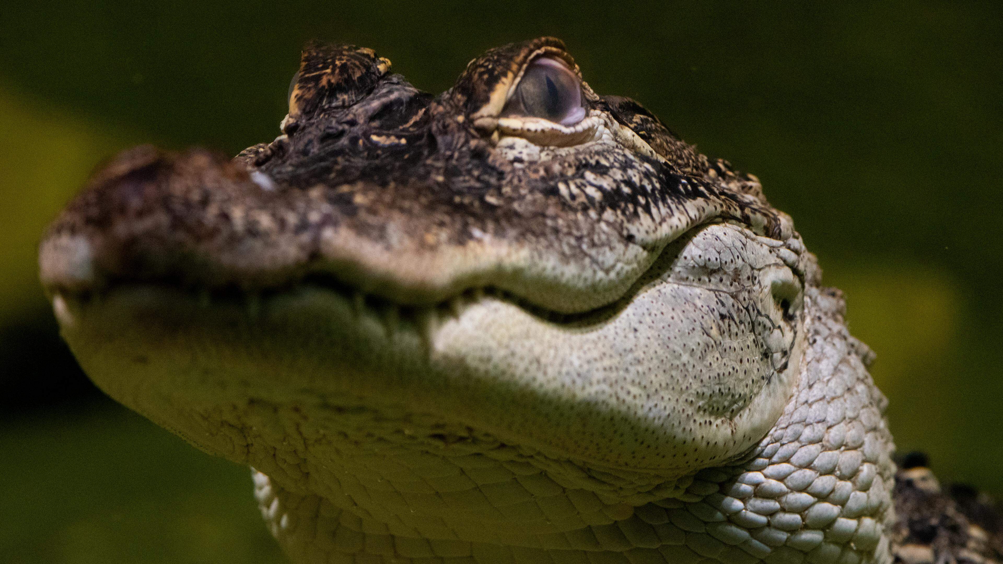 Des alligators seront visibles pour la première fois au zoo d’Amnéville cet été. Ils vont investir l’espèce qui accueillait autrefois les caïmans, et vont cohabiter avec des tortues hargneuses.