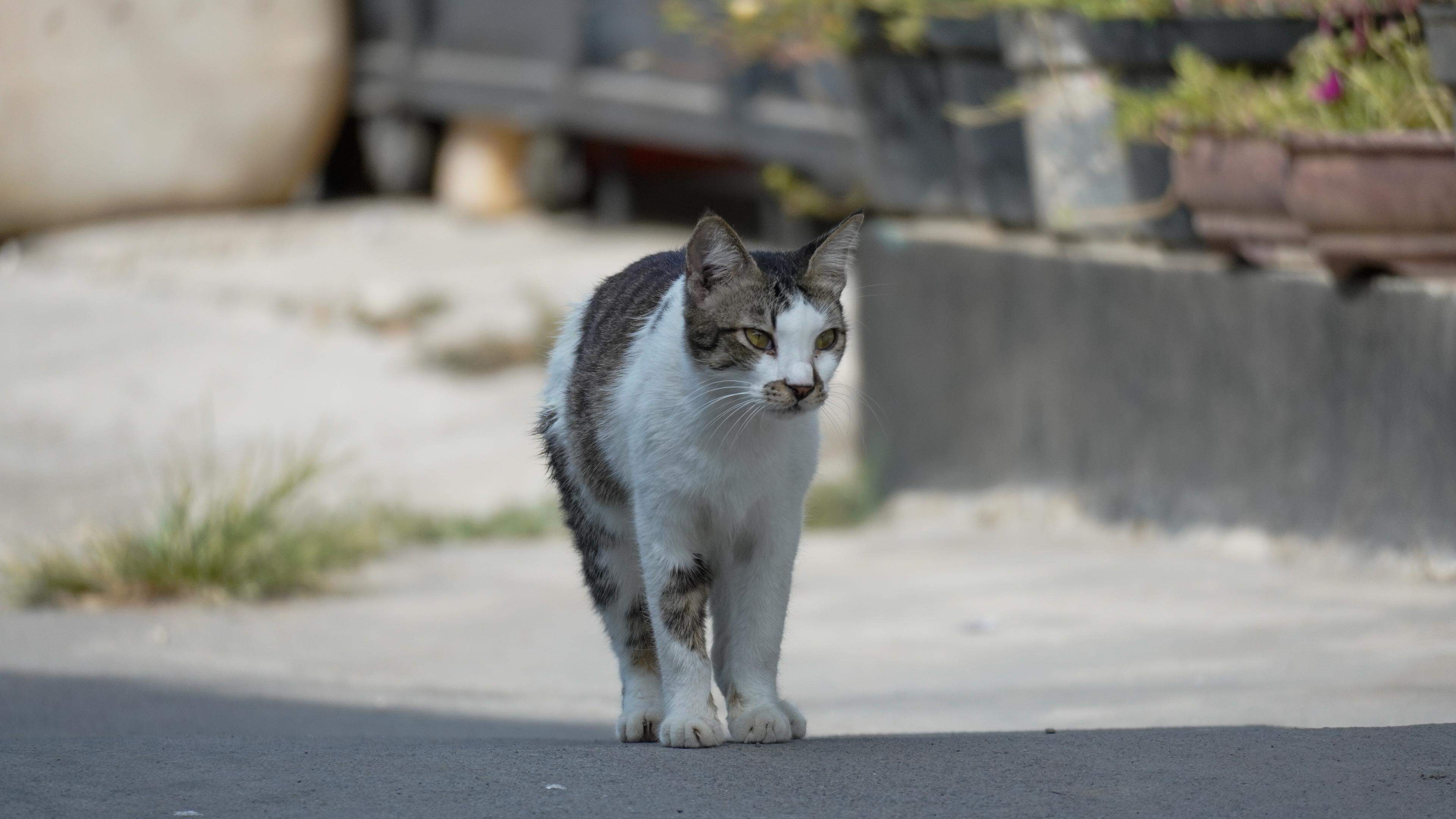 Le Luxembourg veut lutter contre la prolifération des chats errants |  Virgule