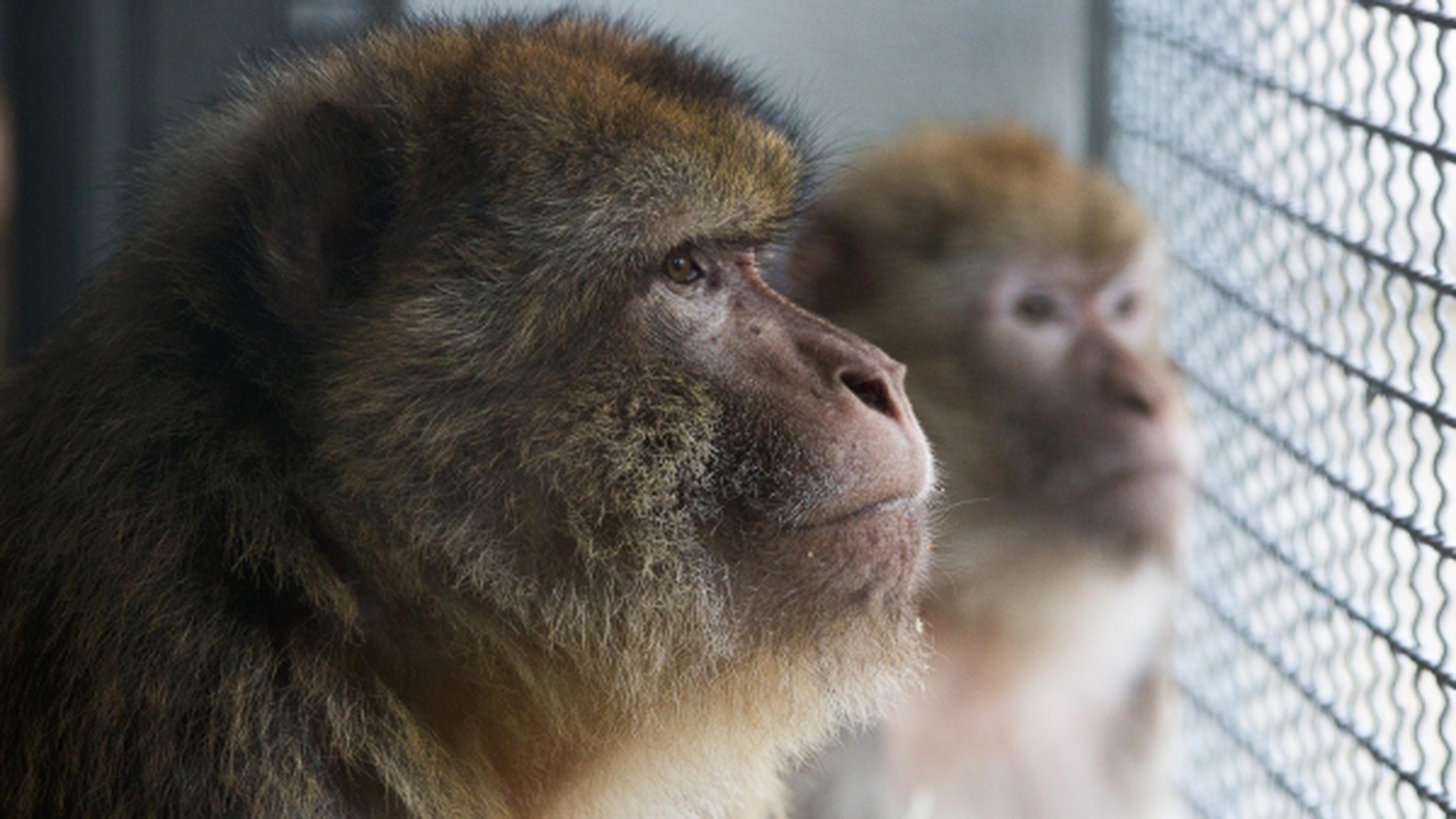 Développement de Madagascar  Le singe de doigt est le primate