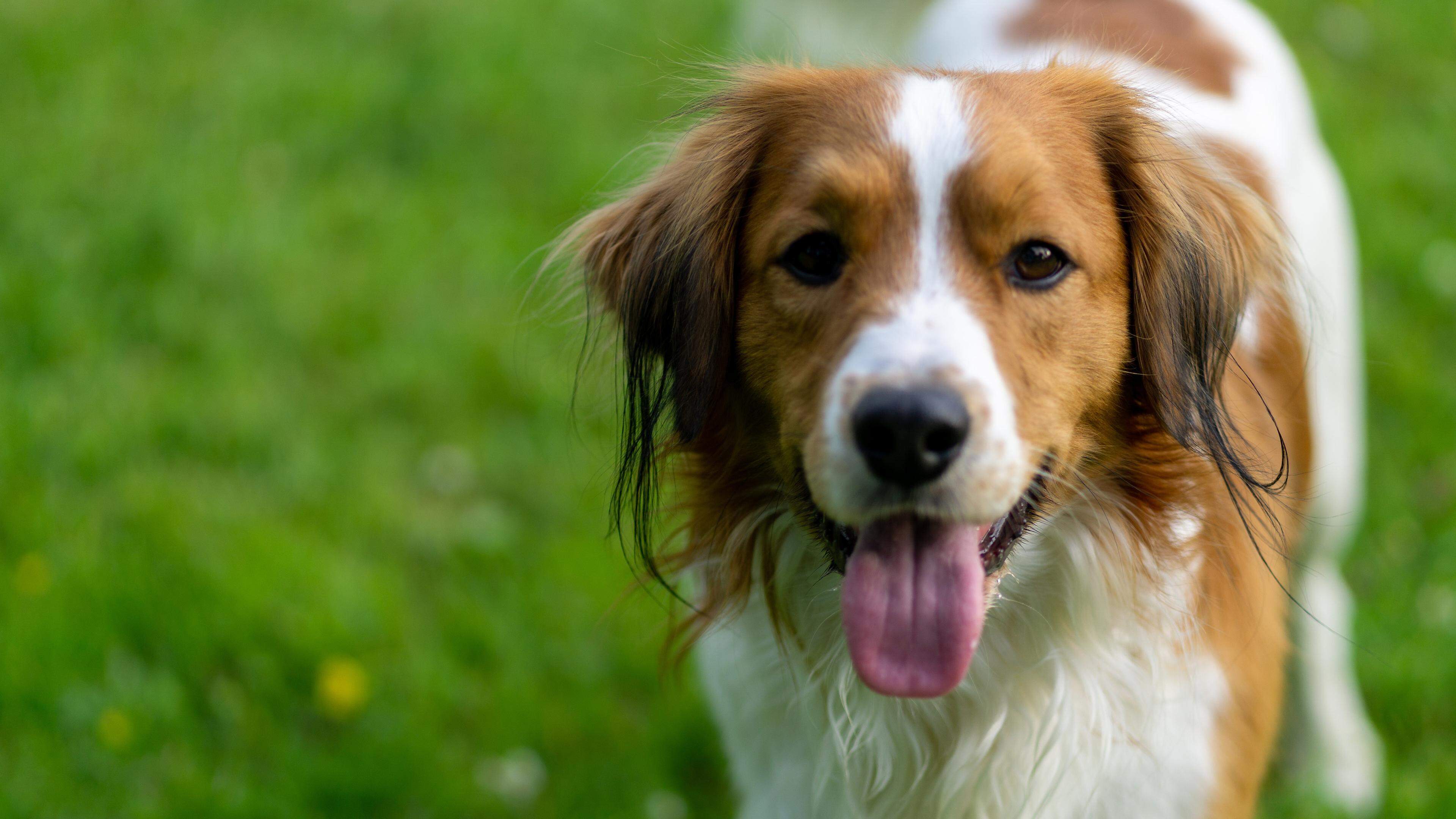 Une nouvelle taxe sur les animaux de compagnie, c'est quoi encore