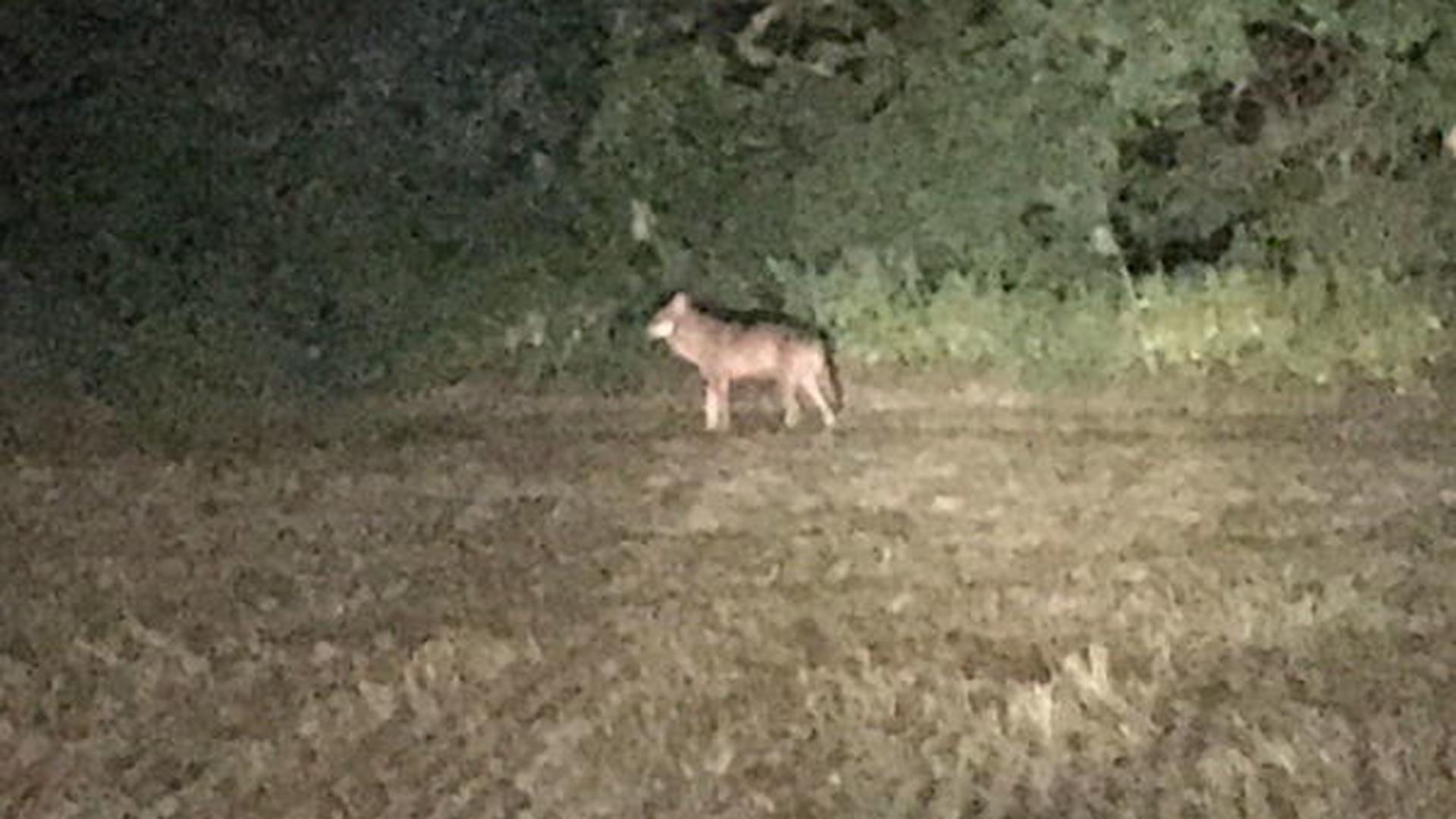 Jusqu'ici c'est la seule photo d'un loup au Luxembourg. Elle a été prise de nuit par un agriculteur qui travaillait dans son champ près de Leudelange.