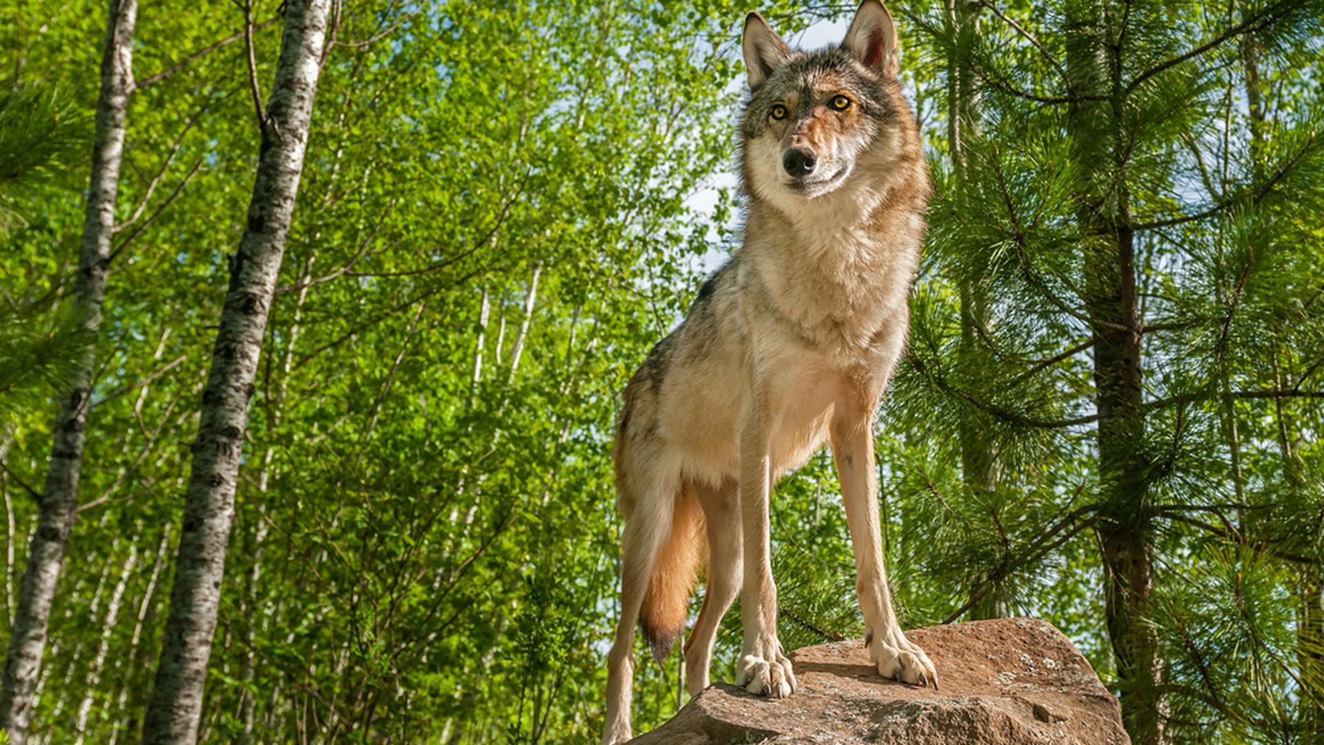 Le loup repéré au Luxembourg est un loup gris (canis lupus).