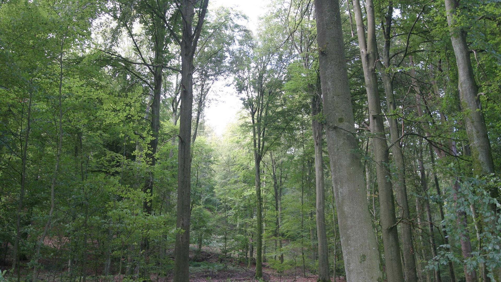 Un arbre sur trois est en mauvaise santé dans les forêts luxembourgeoises.