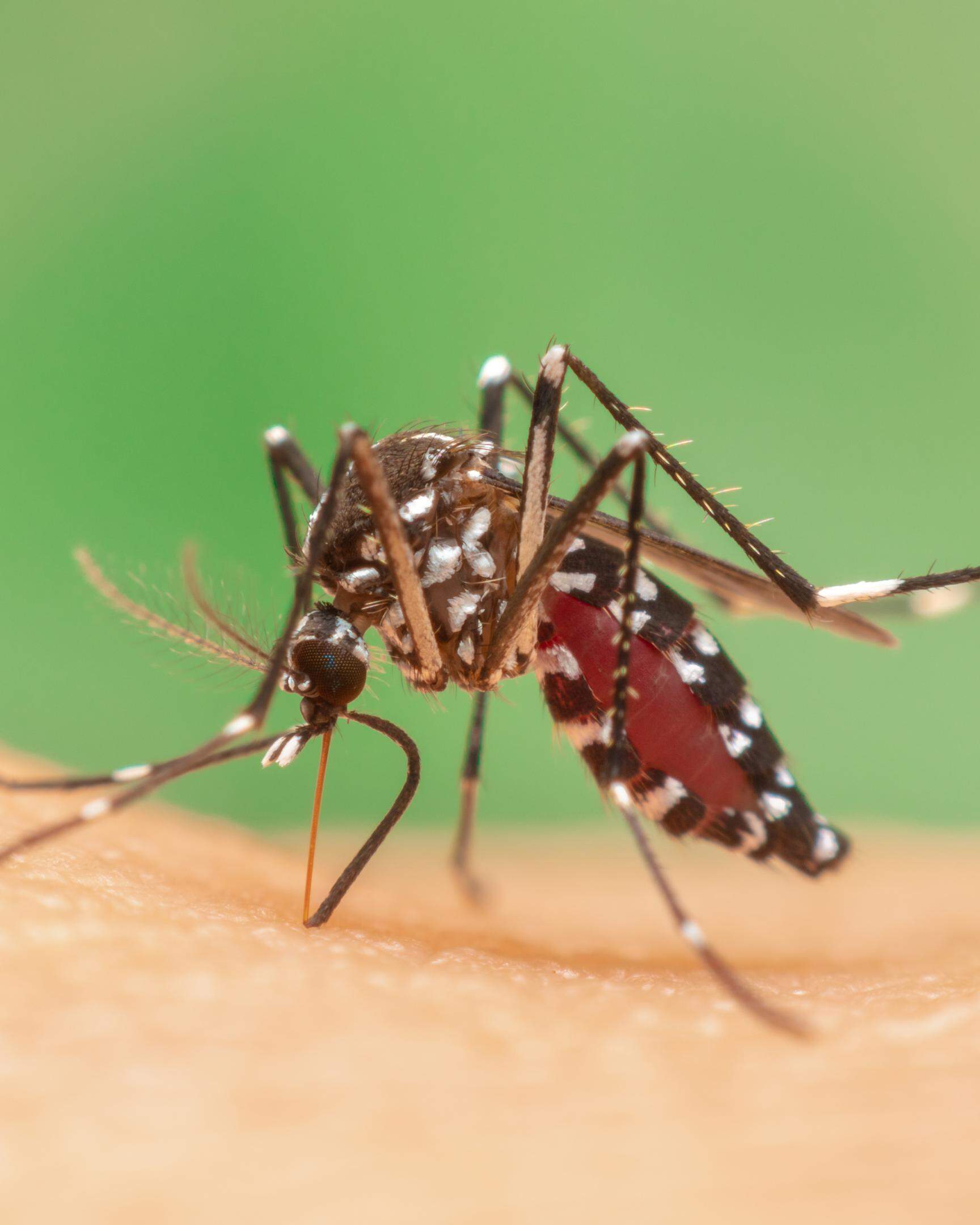 Die luxemburgische Regierung hat ein System zur Überwachung der Tigermückenpopulationen eingerichtet, da diese verschiedene Krankheiten übertragen können.  