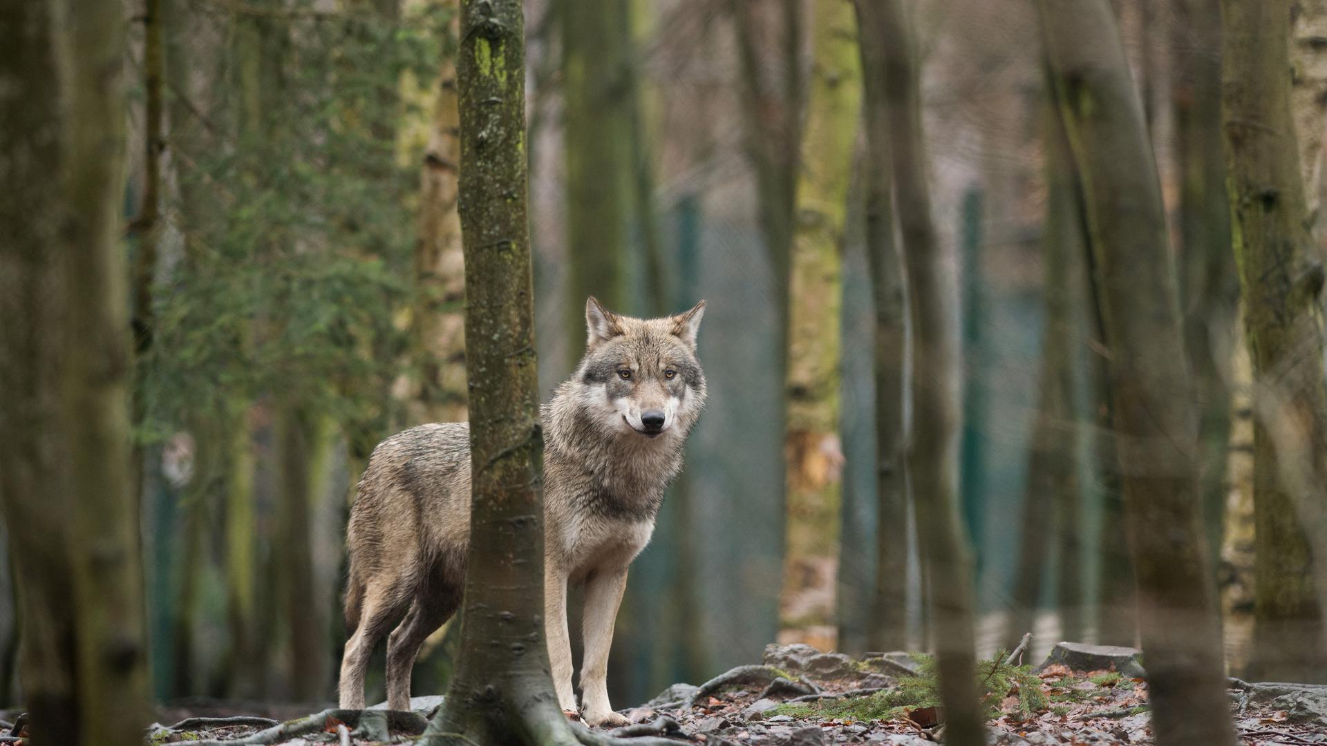 Pas de panique : ce loup se tient sagement debout dans le zoo Hexentanzplatz, dans les montagnes du Harz
