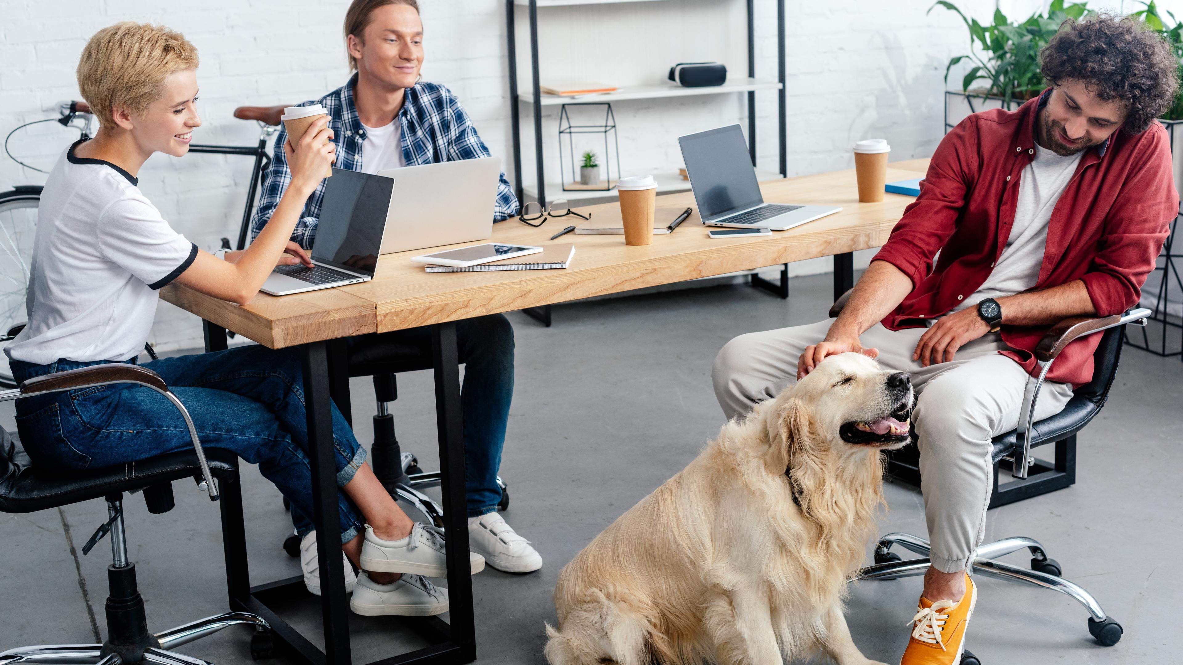La présence d’un chien sur le lieu de travail peut améliorer l’ambiance dans l’open space, selon une étude.