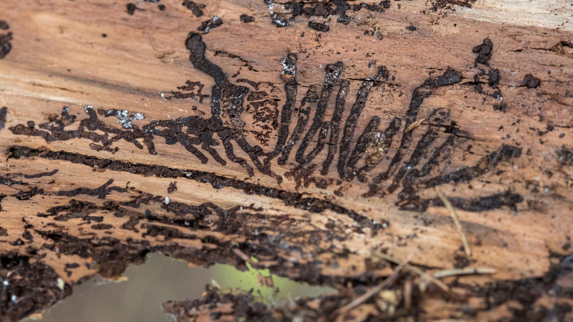 Die Insekten und ihre Larven hinterlassen unter der Baumrinde Fressspuren, die eine typische Maserung haben. 