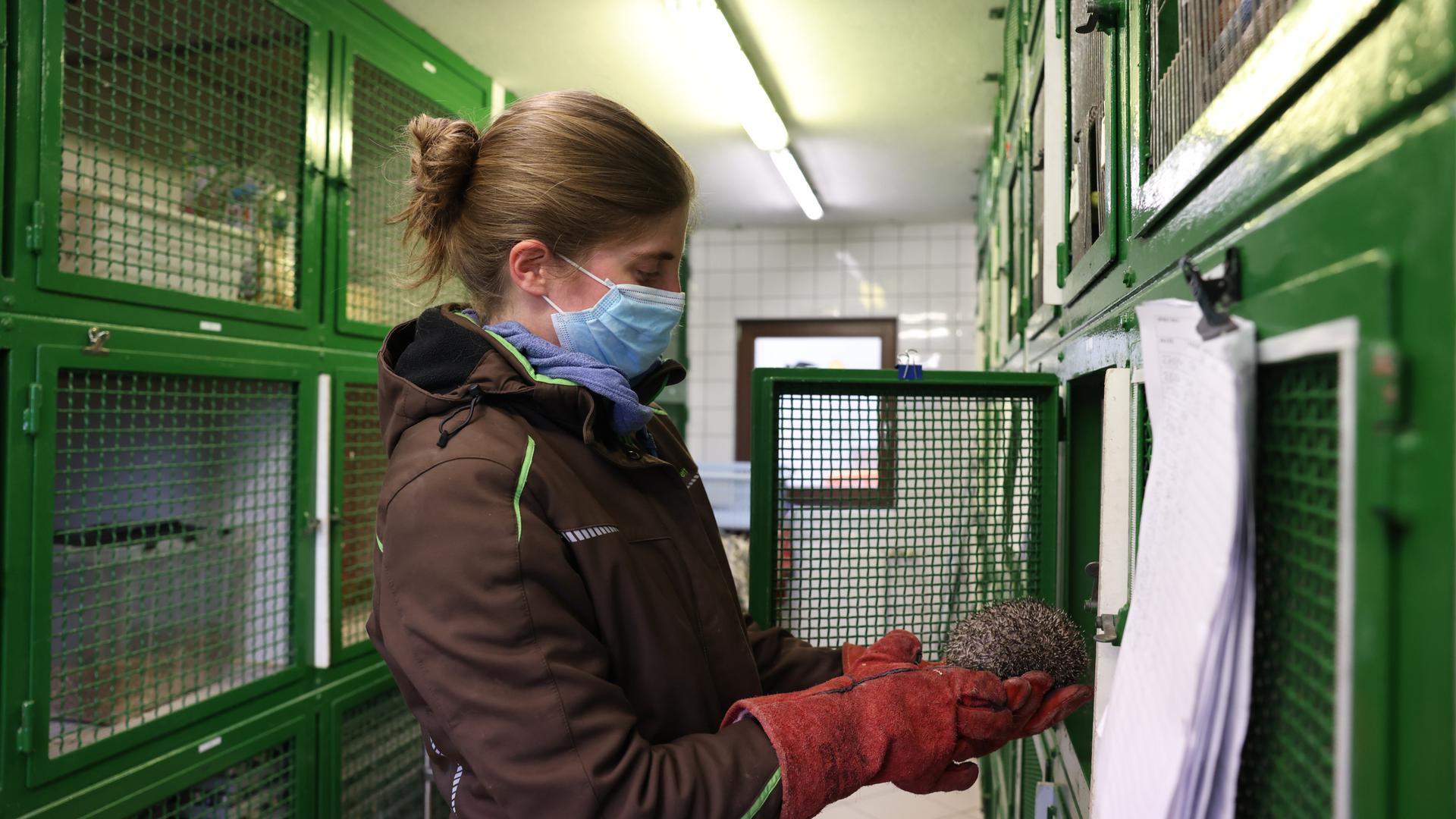Pflegestation-Direktorin Jill Gaasch kümmert sich um einen einheimischen Igel. Um sich vor dessen Stacheln zu schützen, muss sie Handschuhe tragen.