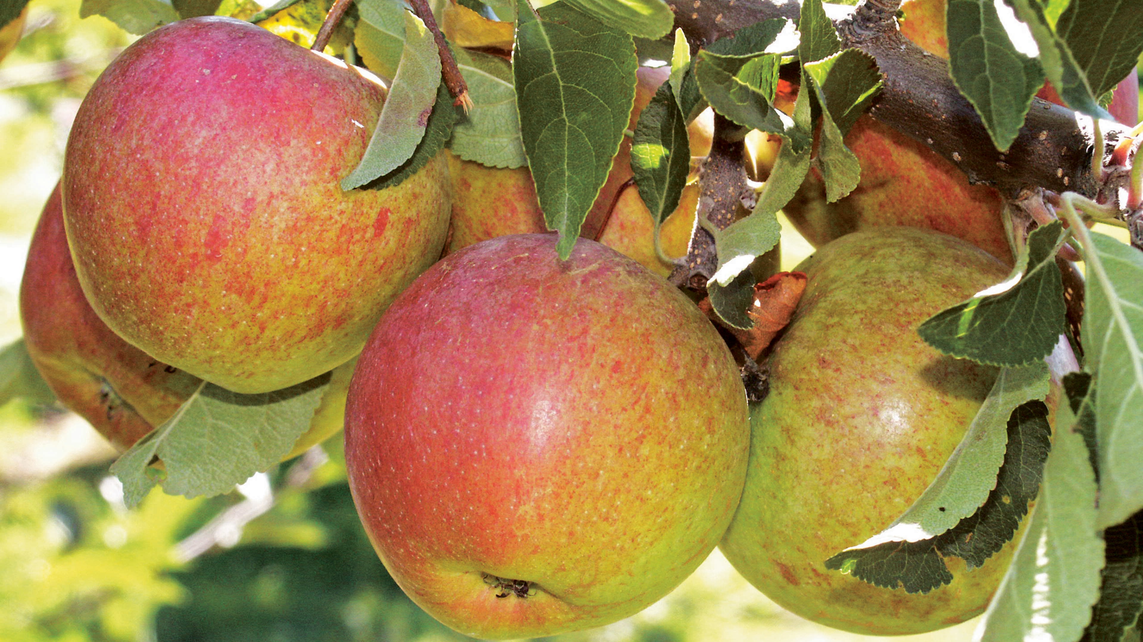 Luxemburg: winziges Land… riesiger Appetit