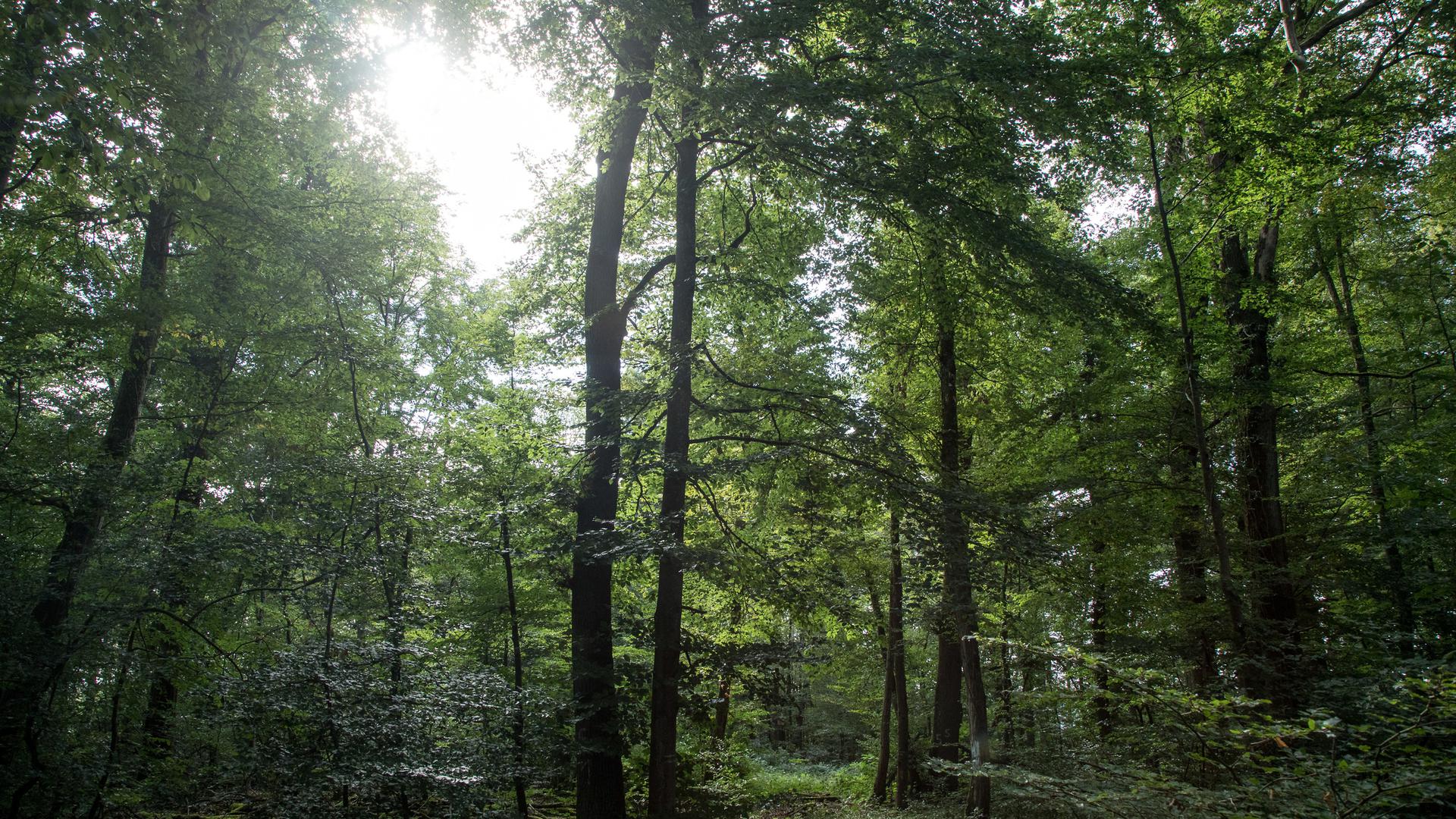 L'image idyllique de la forêt est trompeuse parce qu'en réalité de nombreux arbres sont en mauvais état.