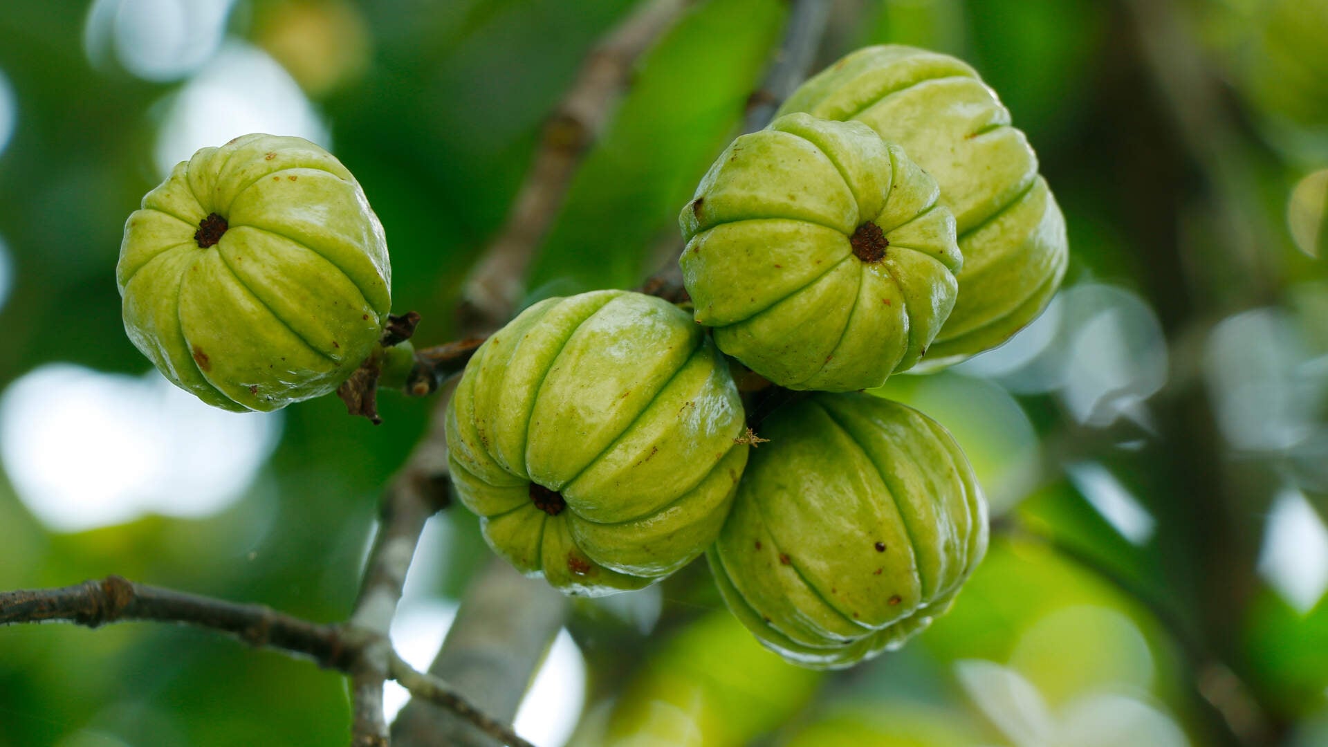 rhododendron salbe entzündung WALA Rhus toxicodendron Salbe, 30 g Salbe — apohealth