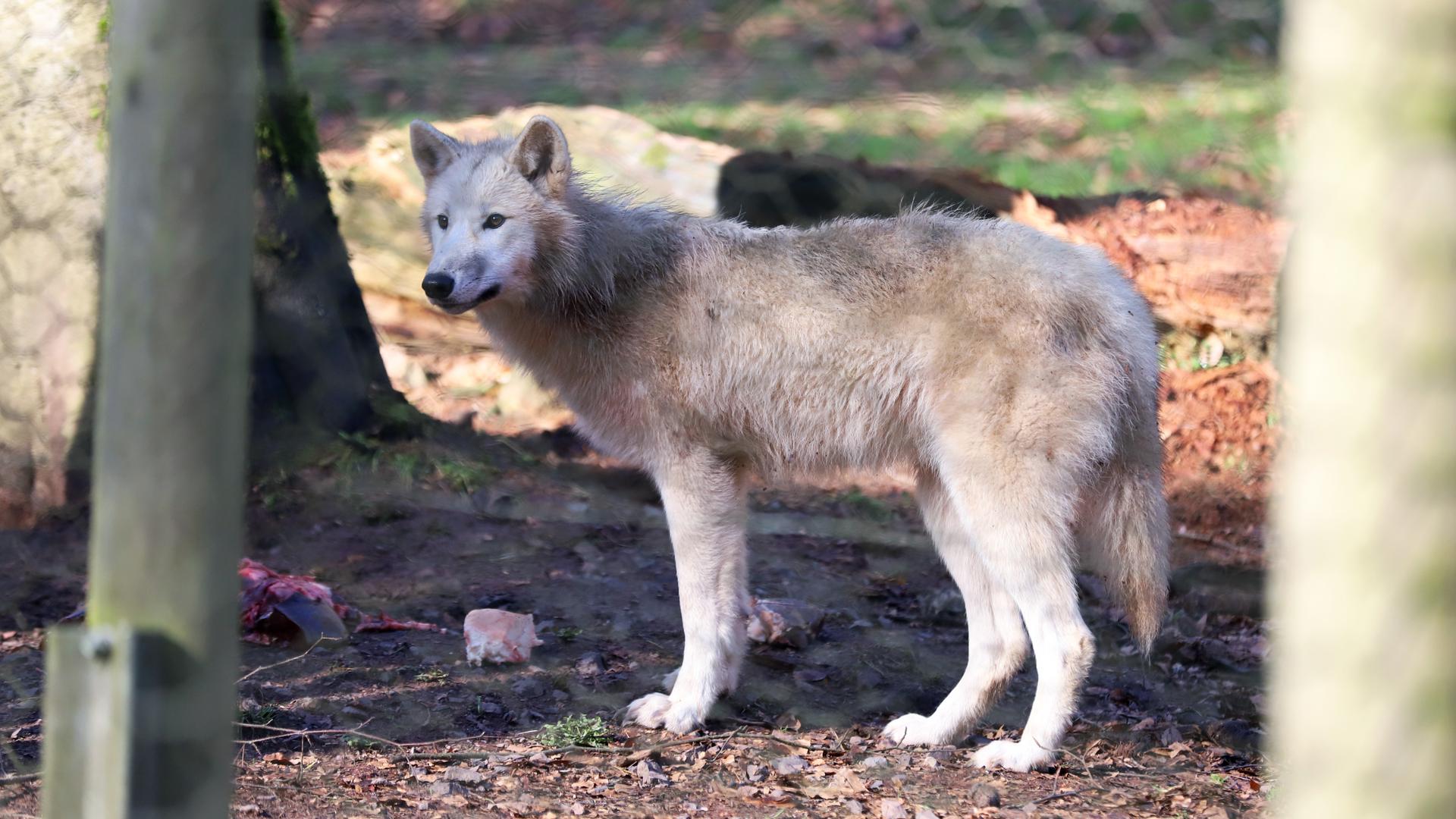 Die Wölfe werden vom Park mit Fleischstücken versorgt, jagen aber auch Kleintiere, die ins Gehege geraten.