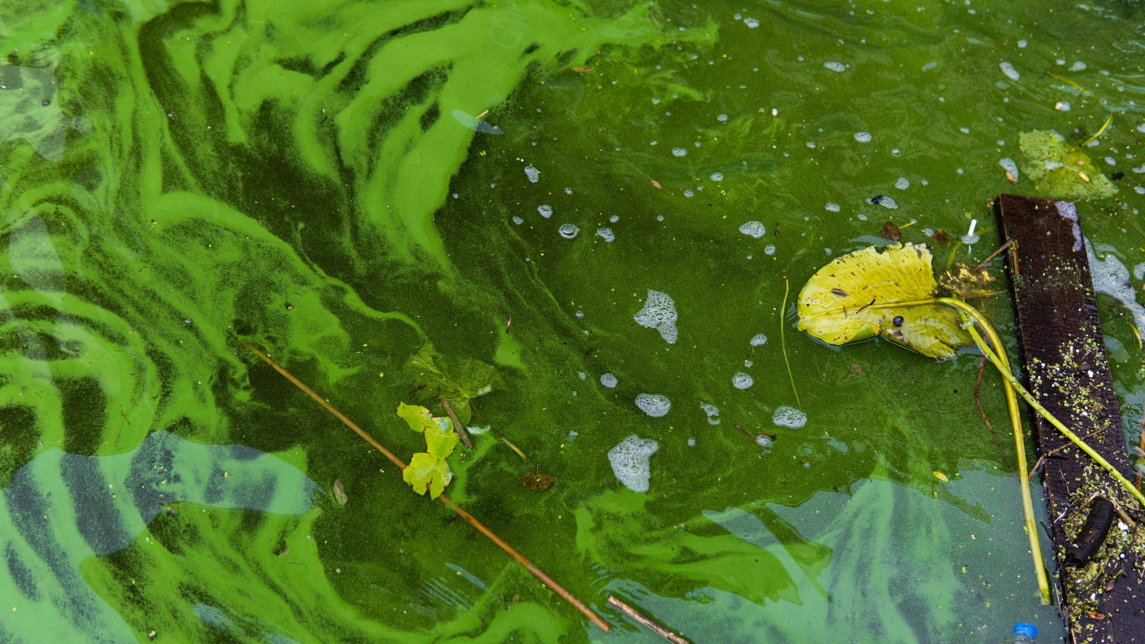 Les algues pourraient devenir un nouvel or vert