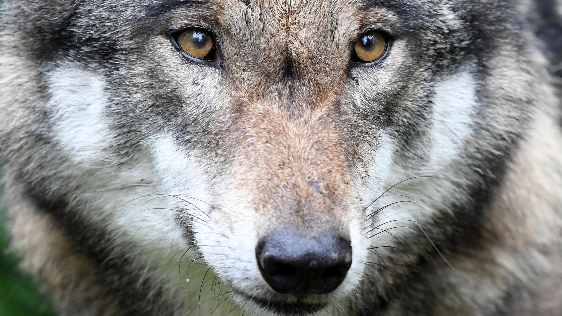 Le loup est strictement protégé dans toute l'Europe. Il joue un rôle important dans nos écosystèmes en tant que grand prédateur.
