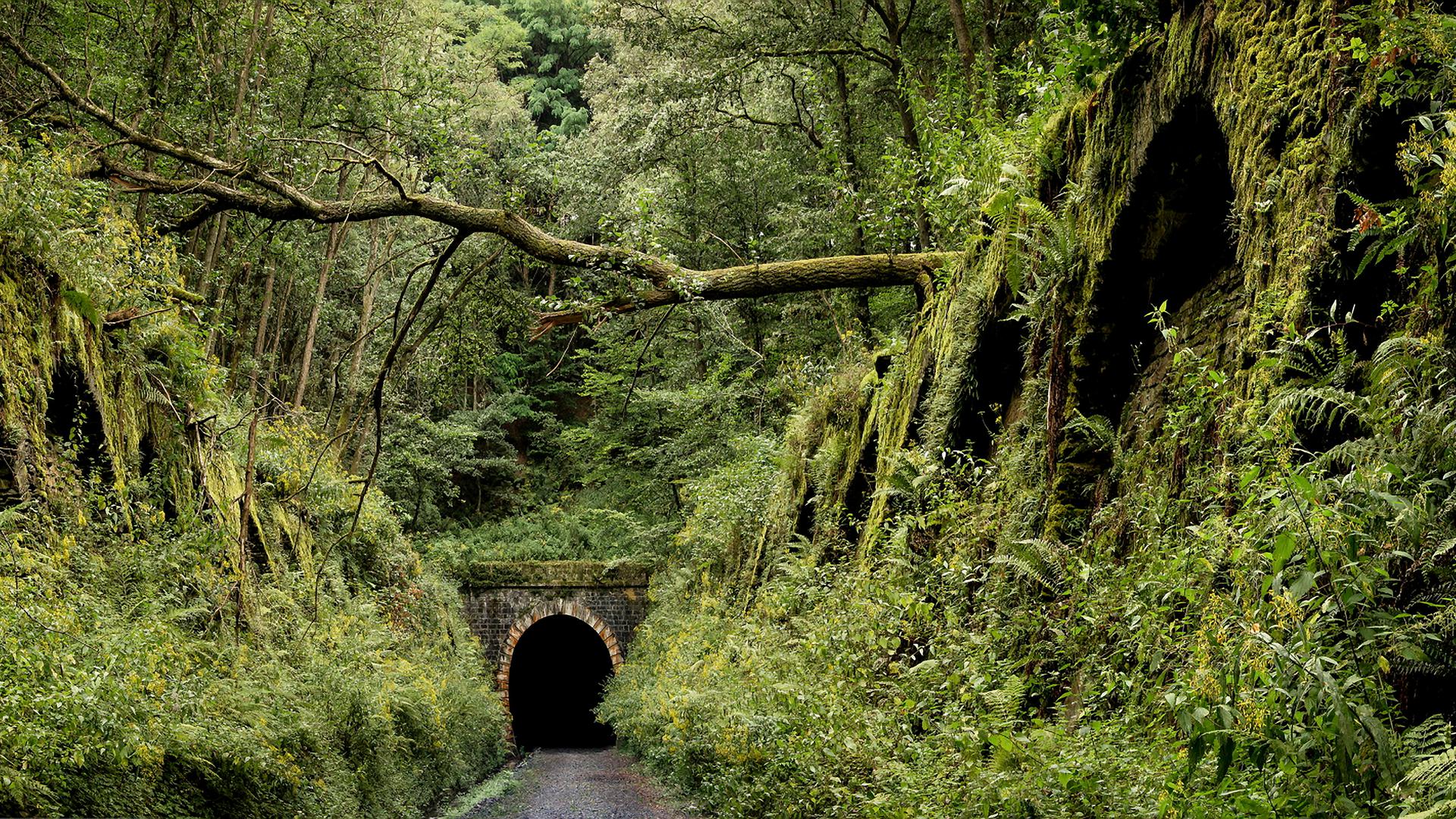 L'intérieur du tunnel offre aux chauves-souris des conditions de vie idéales. Mais nul visiteur humain n'y est autorisé.