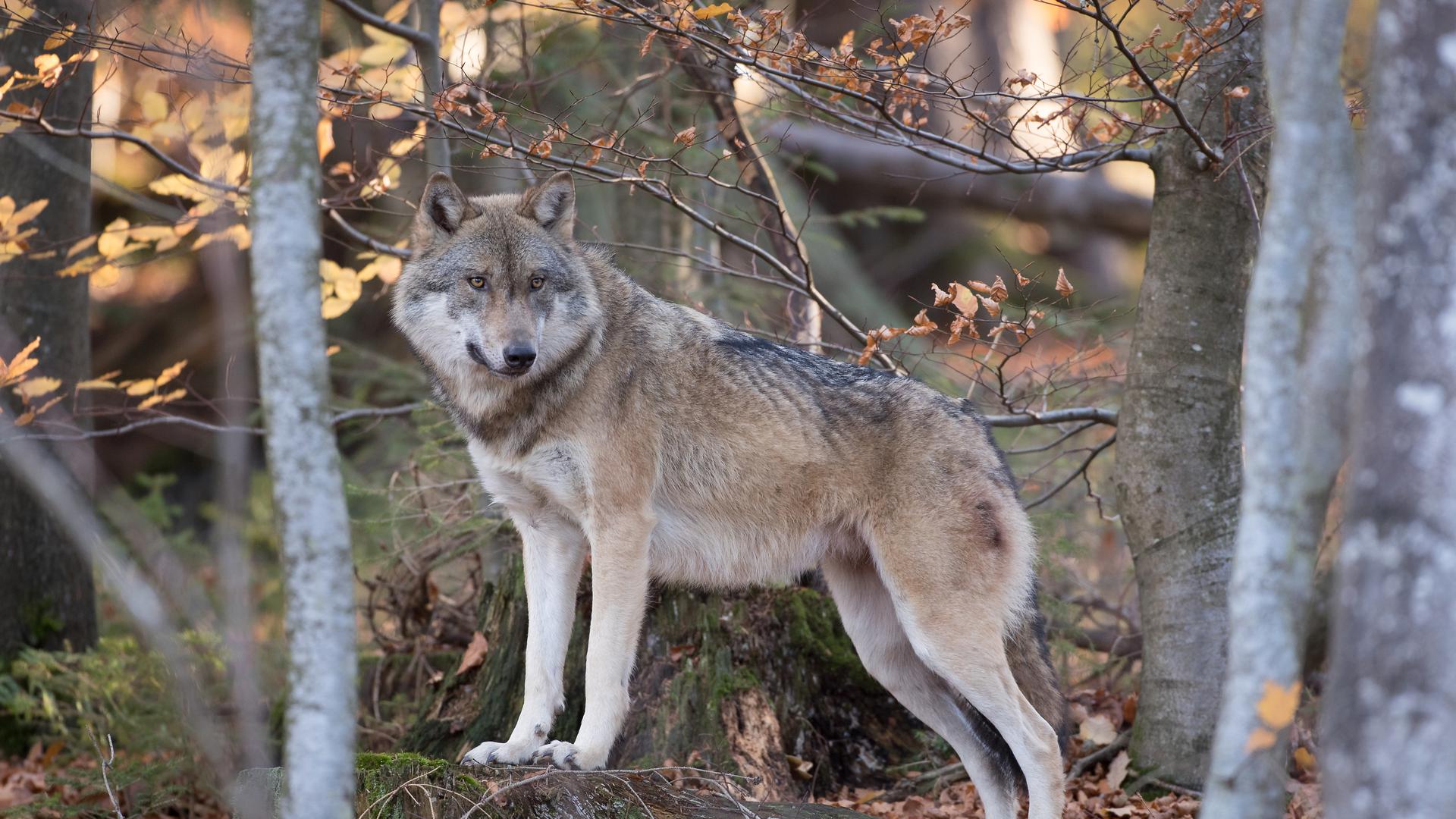 Le loup s'est installé dans les régions frontalières au Luxembourg depuis quelques années.