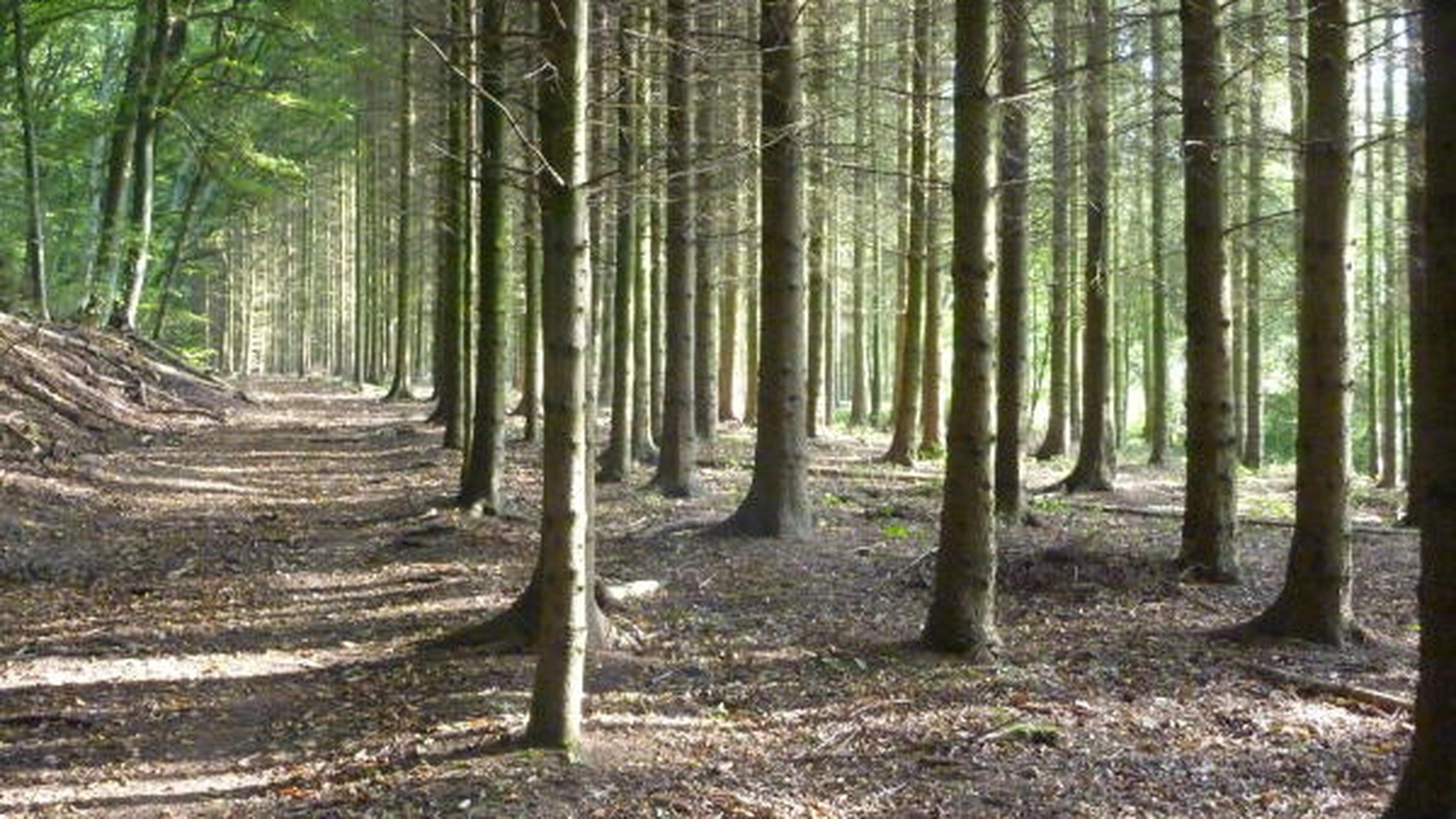 Une branche d'arbre transperce l'estomac d'un ouvrier forestier | Virgule