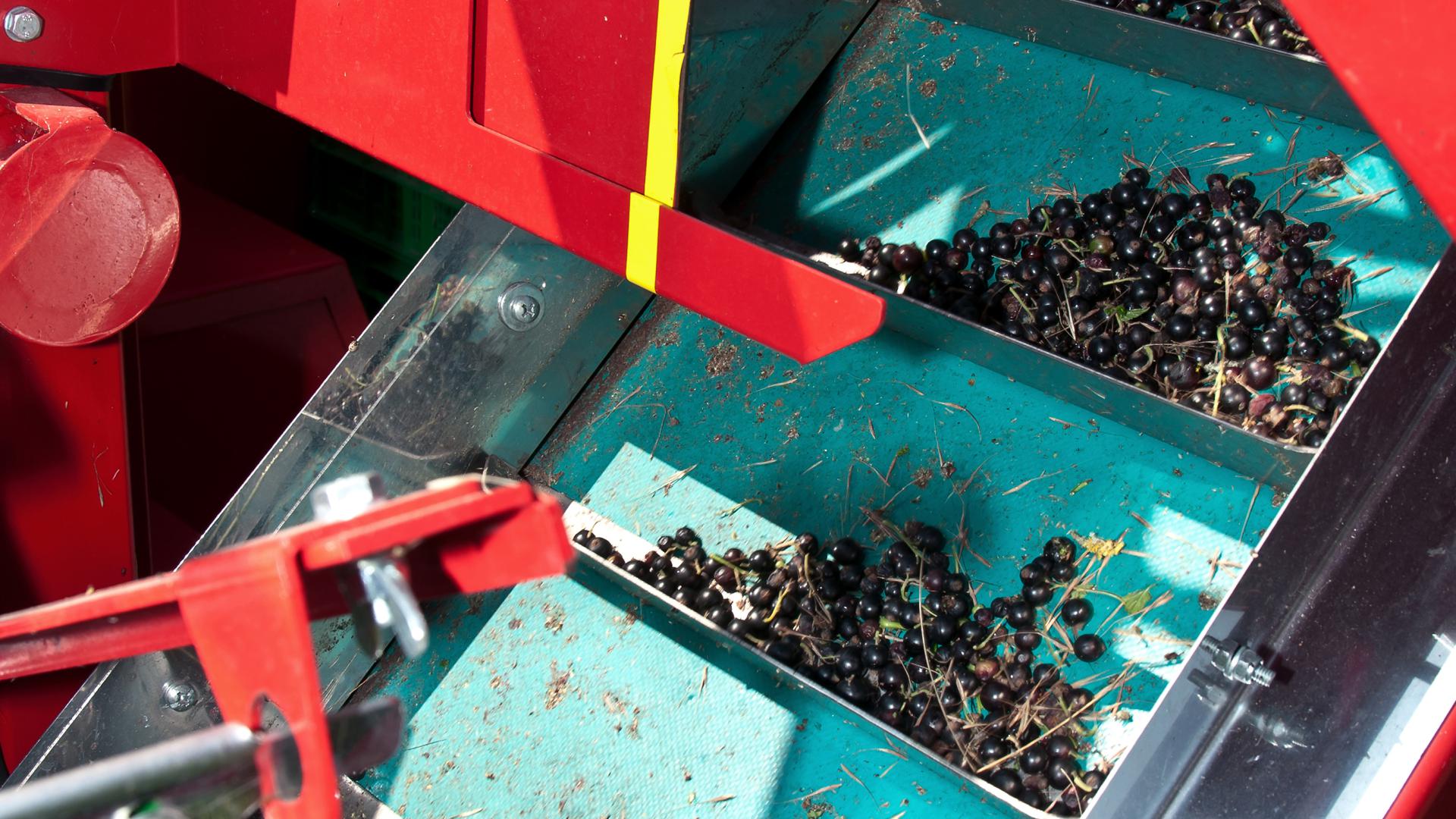 Schonend werden die einzelnen Beeren per Fließband nach oben befördert und fallen in Plastikkörbe.  