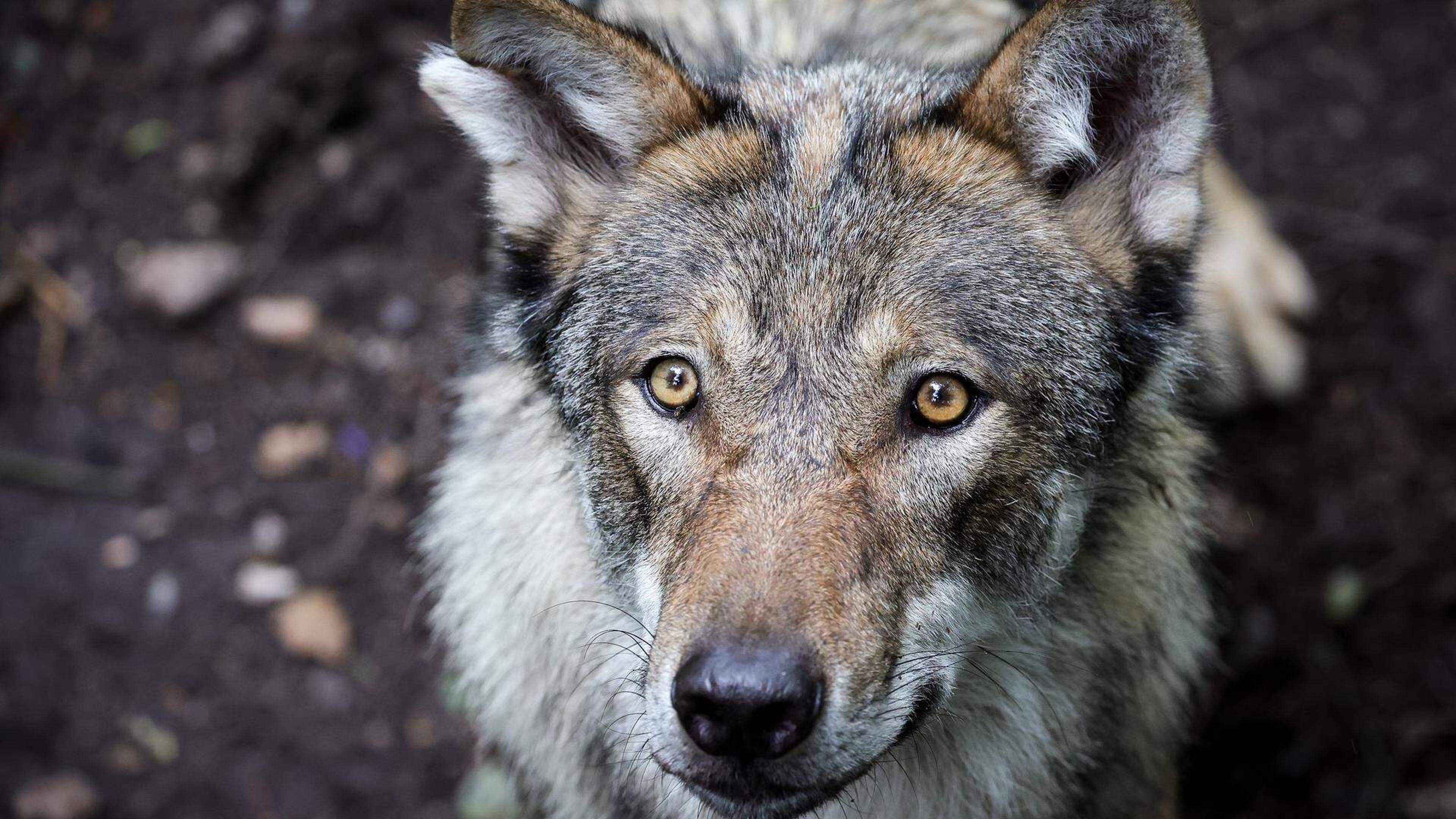 Le loup est aujourd’hui protégé en Europe.