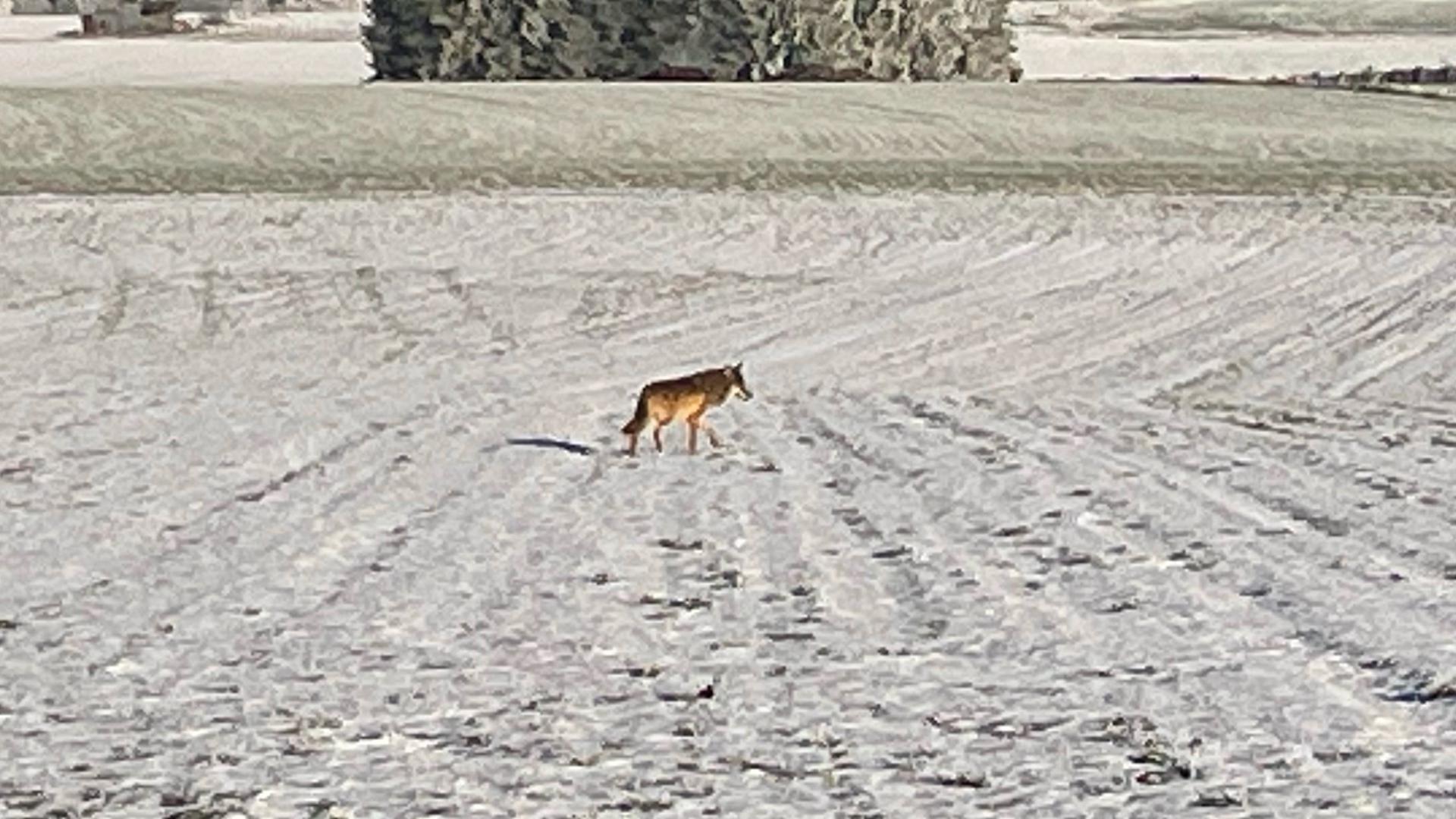 En janvier 2022, un automobiliste a pu prendre cette photo d'un loup au nord de Wintger.