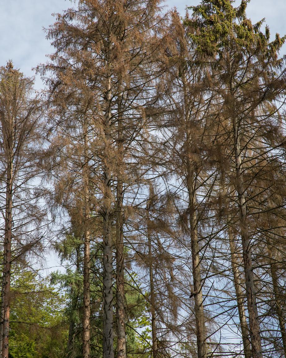Depuis le printemps, les propriétaires privés touchent 10.000 euros par hectare pour repeupler leurs parcelles de forêt avec des feuillus. 