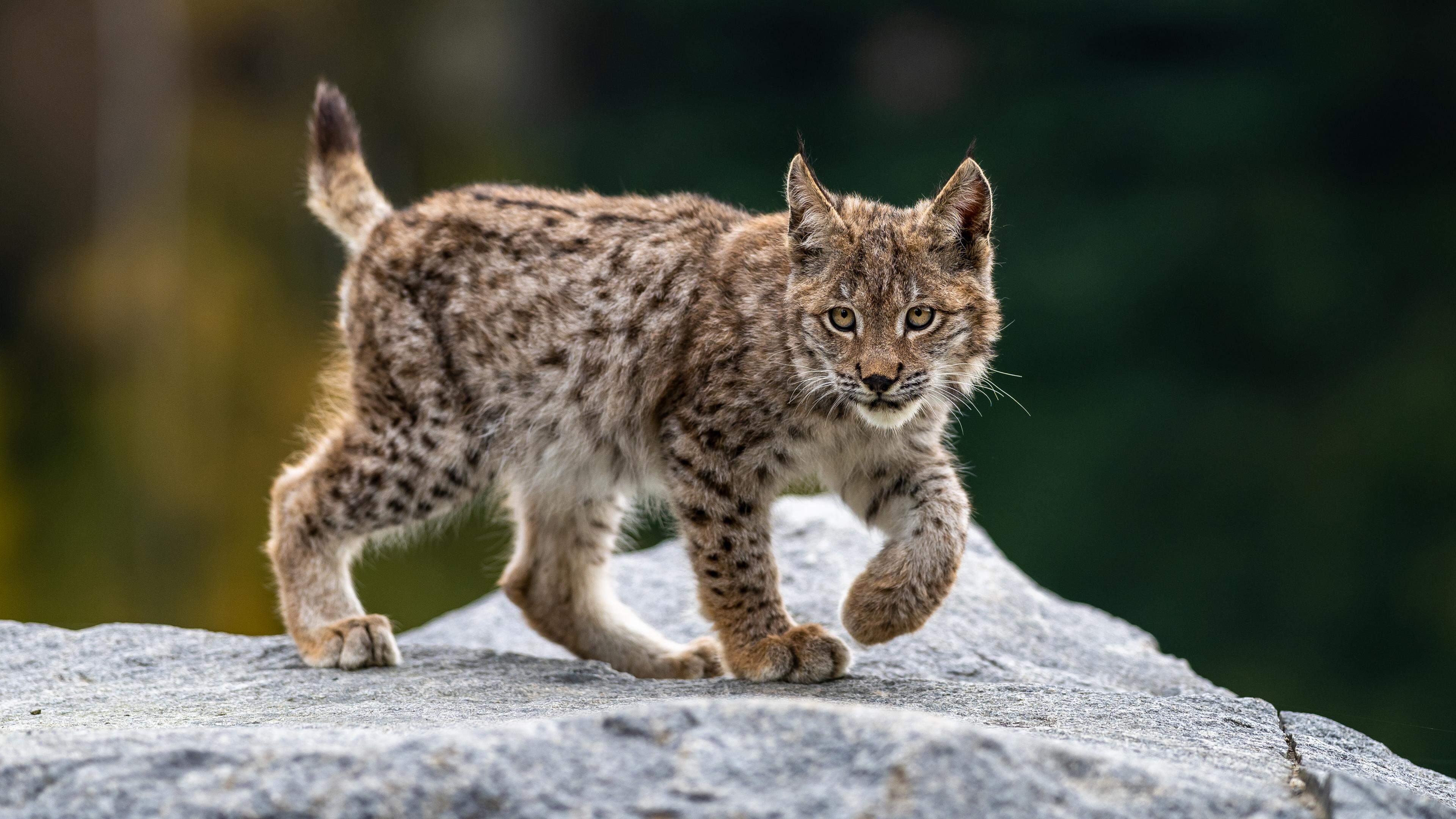 La réintroduction du lynx pourrait jouer un rôle positif pour la biodiversité. 