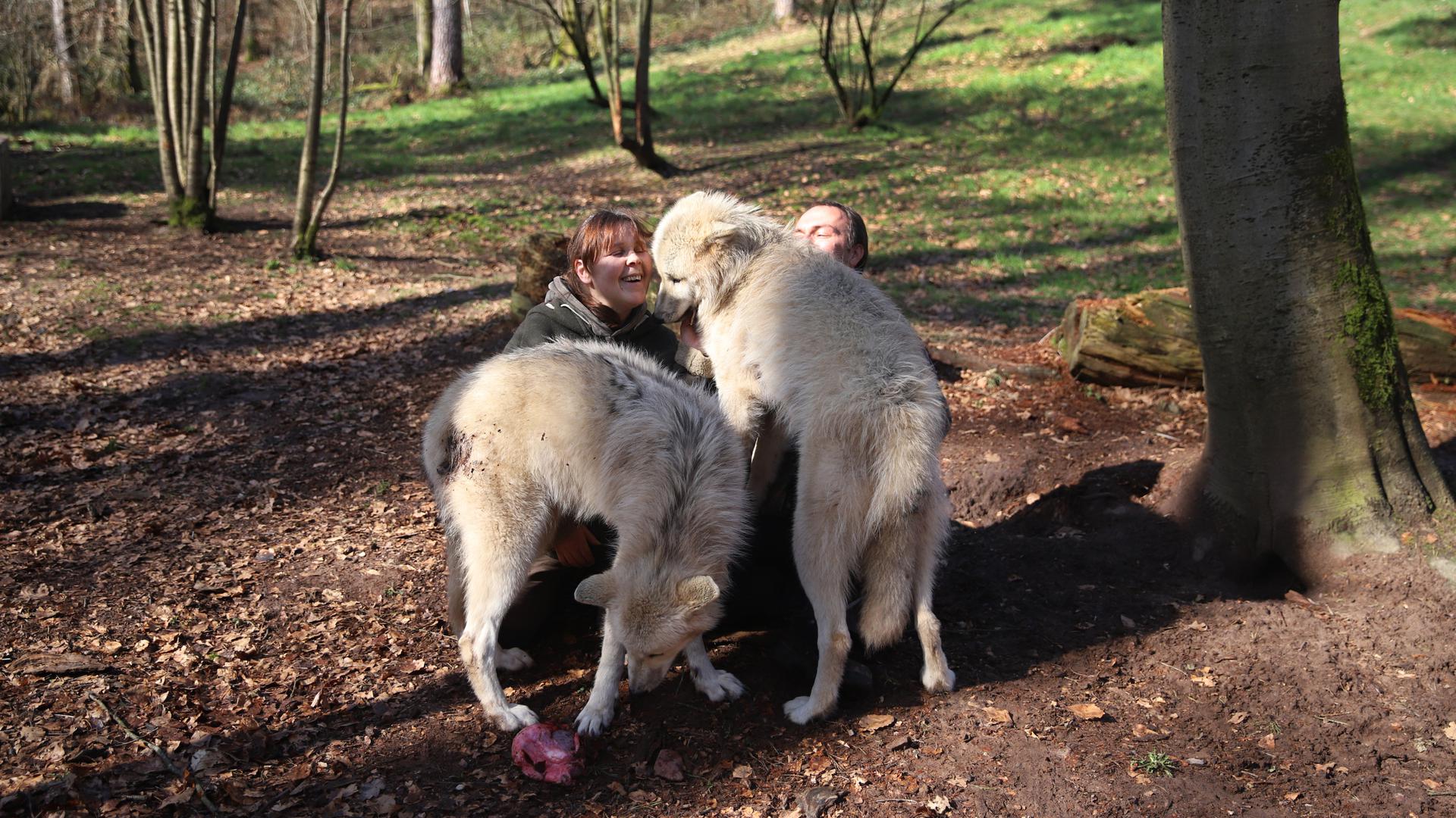 Tatjana Schneider und Michael Schönberger vom Wolfspark Werner Freund in Merzig leben seit Jahrzehnten eng mit den Tieren zusammen.
