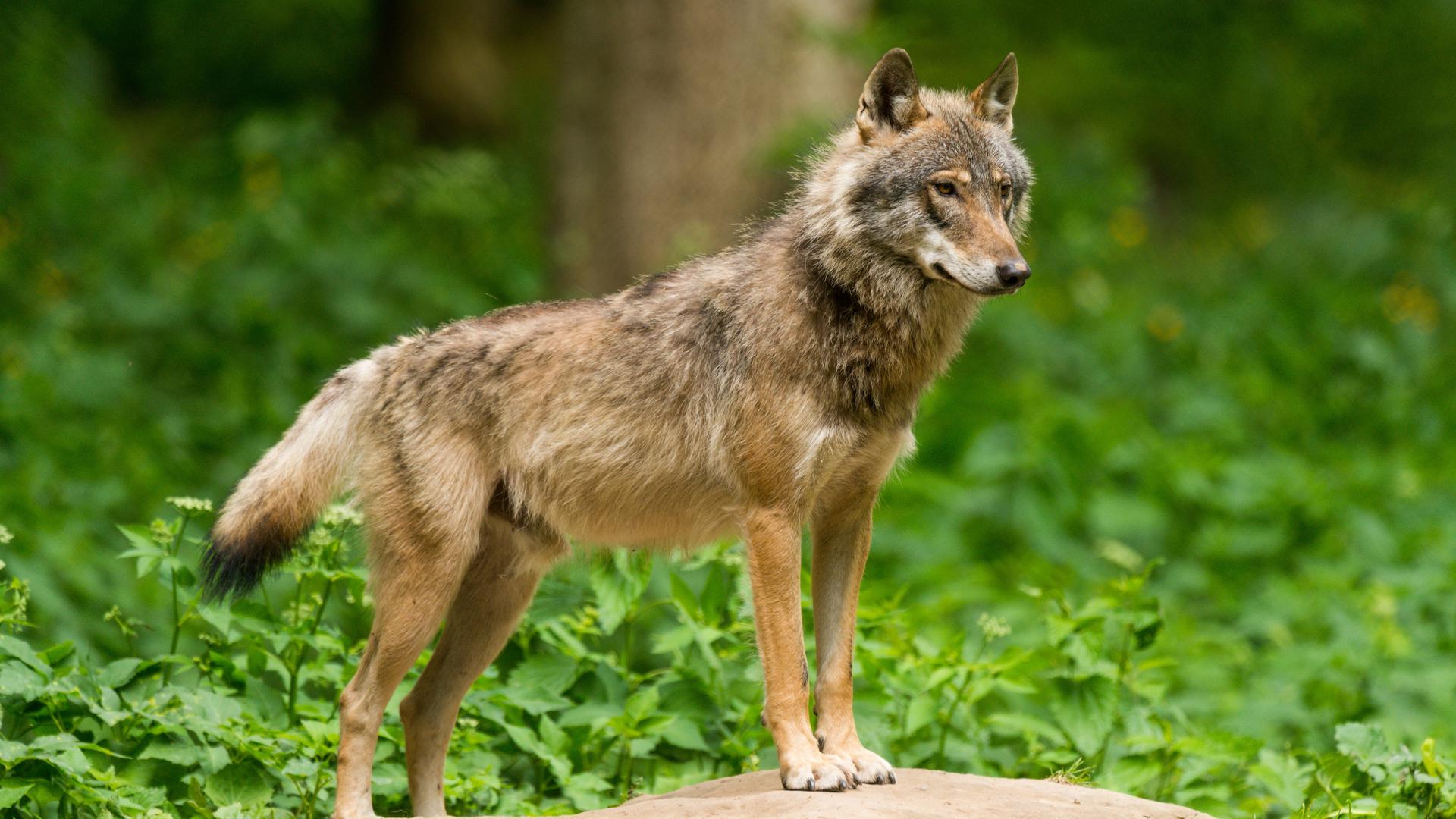 Le loup qui a attaqué cette génisse près du Luxembourg est un animal dont les caractéristiques génétiques sont nouvelles en Wallonie.