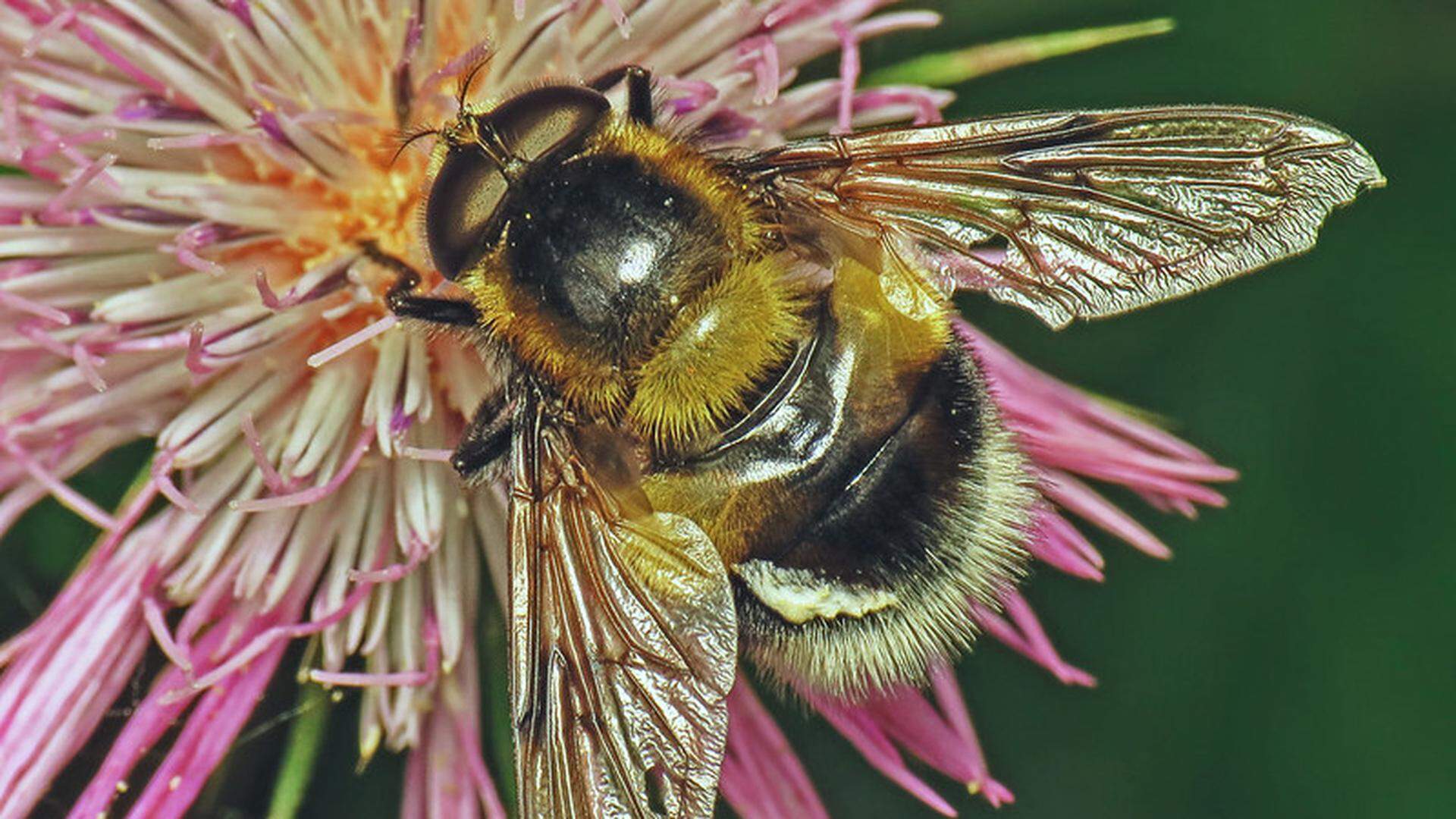 Quand un insecte mange du nectar, il touche l’organe mâle de la fleur, ce qui le couvre de pollen. Quand cet insecte va dans une autre fleur, il a une bonne chance de déposer du pollen sur l’organe femelle de celle-ci. C’est la pollinisation.