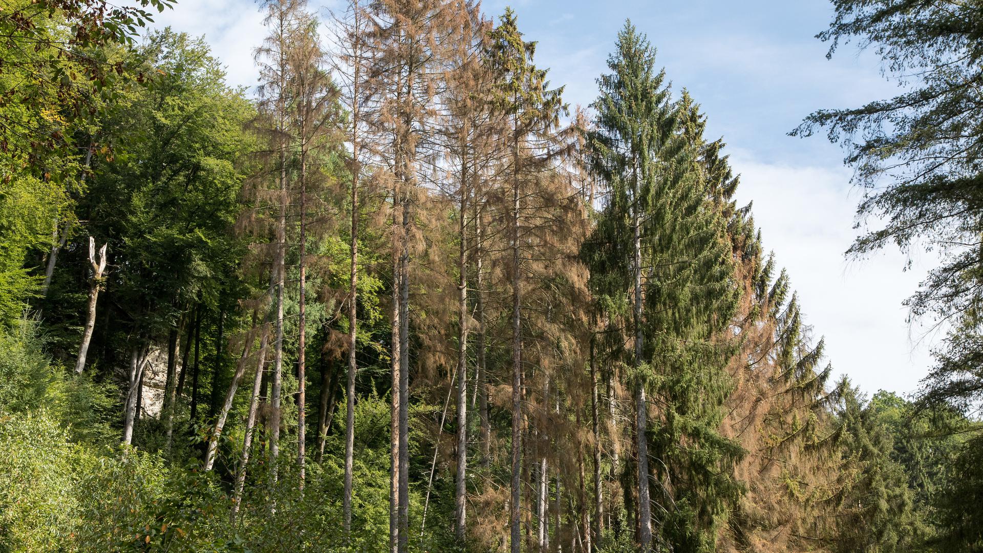 «Les propriétaires privés sont obligés de couper ces épicéas. Mais ils ont de grandes difficultés à vendre leur bois», informe Winfried Von Loë, directeur du Lëtzebuerger Privatbësch.