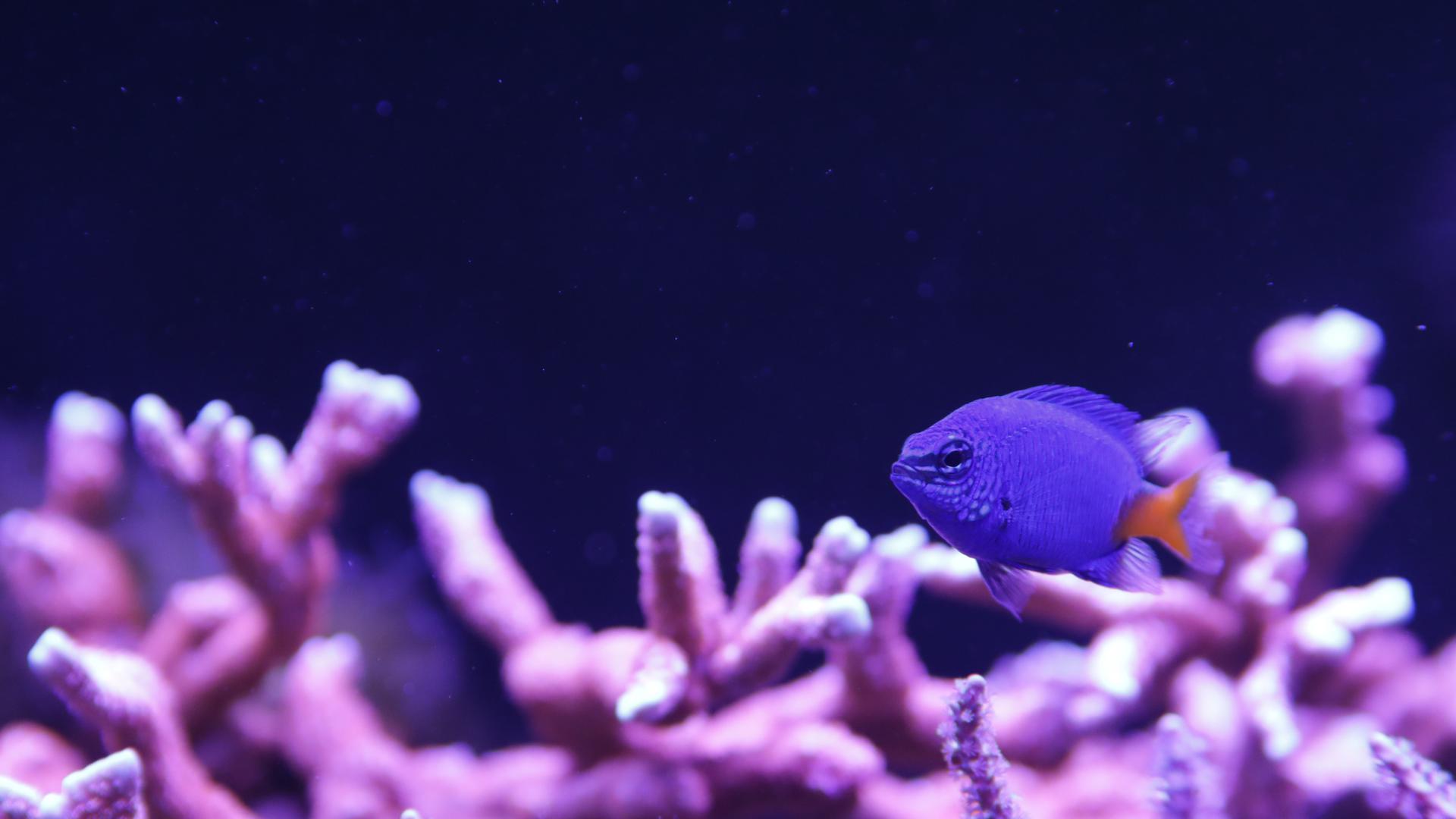 Des poissons de toutes les formes et de toutes les couleurs peuvent être admirés à Wasserbillig.