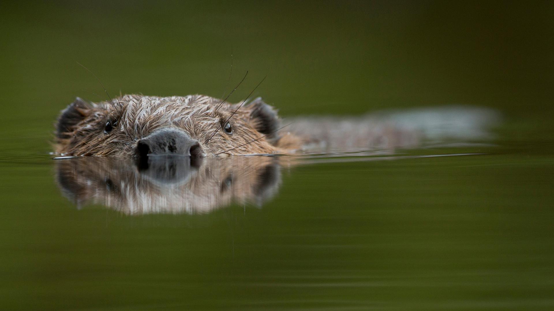 Le castor européen s'est réinstallé il y a quelques années dans les zones humides du Grand-Duché et s'y sent parfaitement à l'aise. 